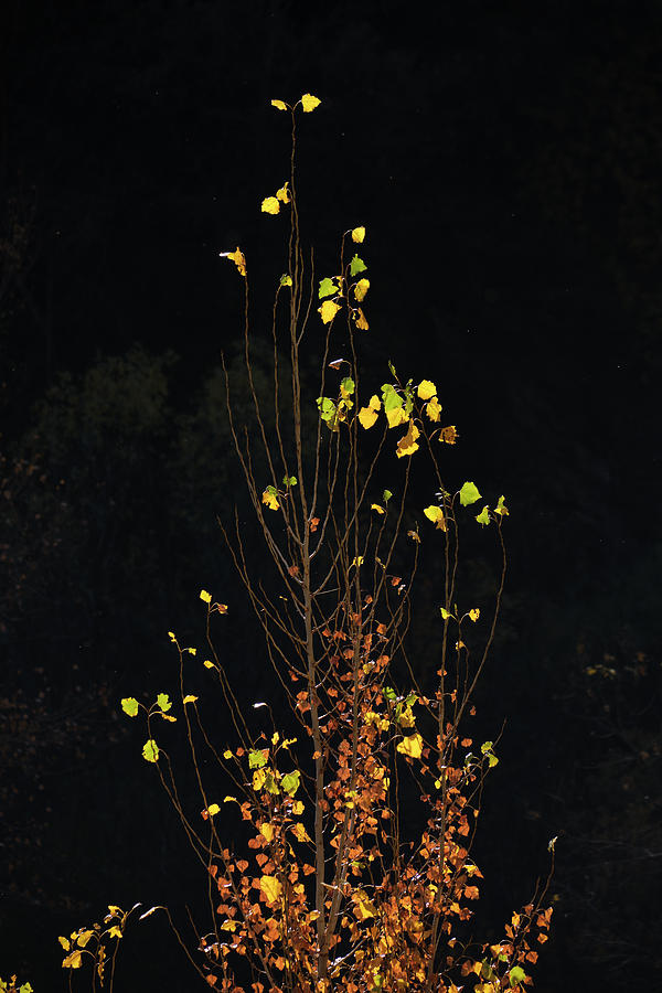 Tree Photograph - Autumn bulbs.. Autumn dreams. At the mountains. Sierra Nevada.  by Guido Montanes Castillo