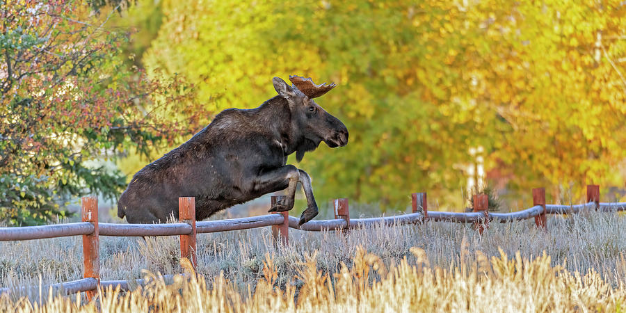 Autumn Bull Moose Jumping Fence Photograph by Gary Langley