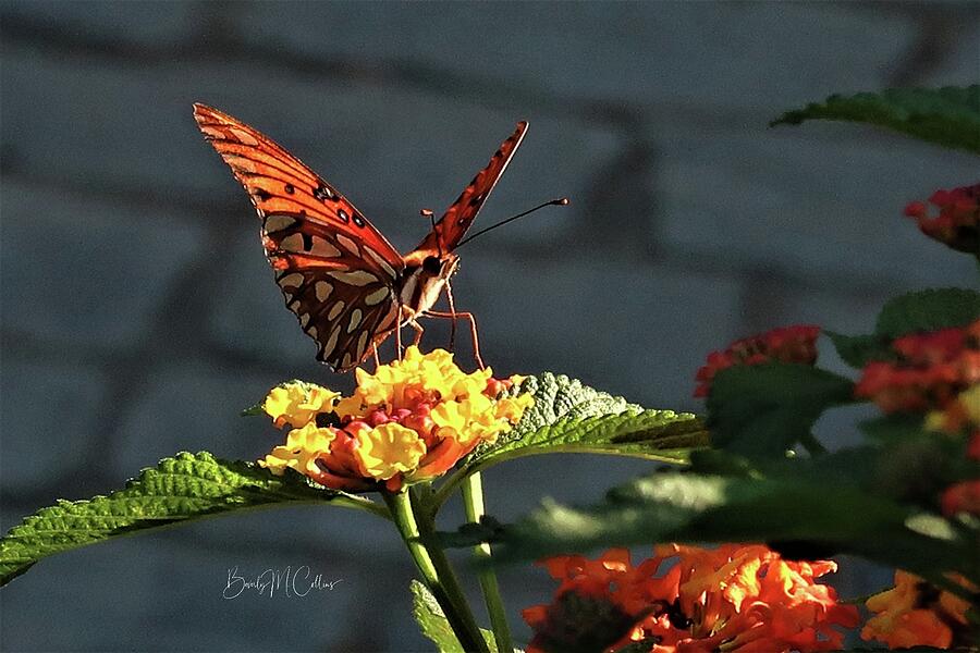 Autumn Butterfly Photograph by Beverly M Collins