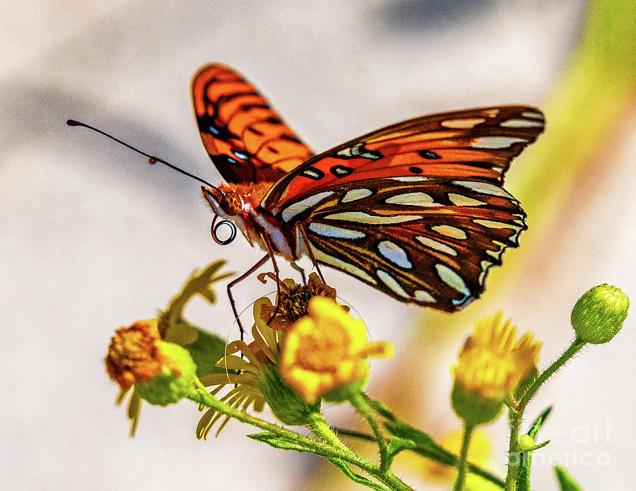 Autumn Butterfly Photograph by Nick Zelinsky Jr