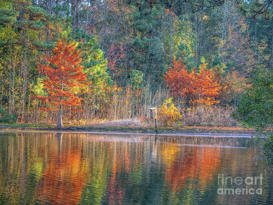 Autumn by the Pond Photograph by Robert Anastasi