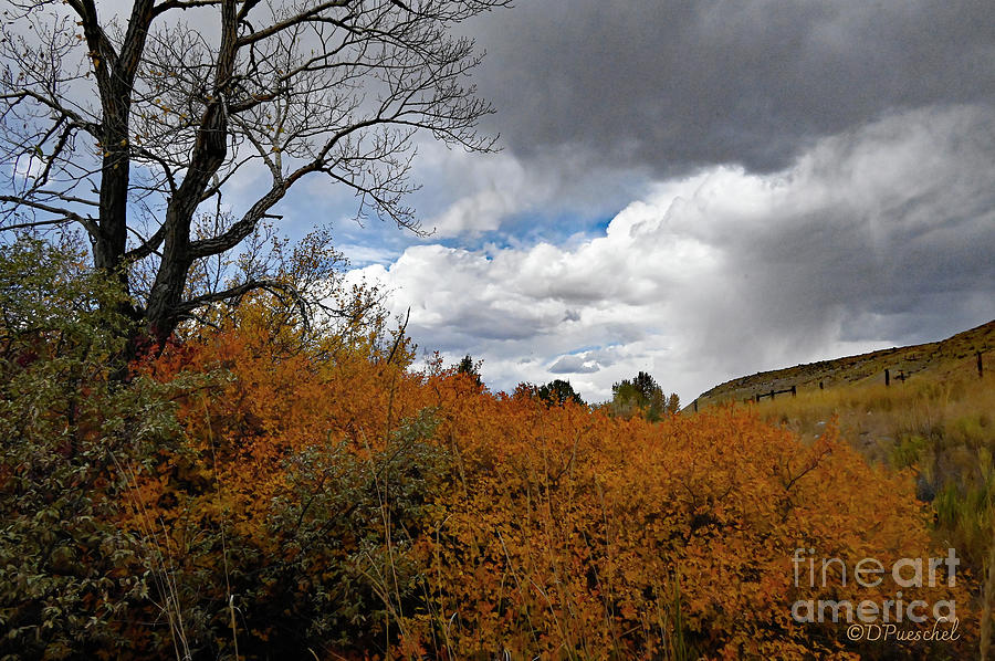 Autumn by the Wind River Photograph by Debby Pueschel