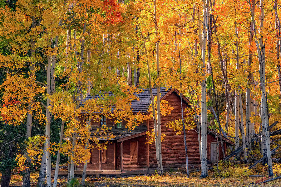 Autumn Cabin in the Woods Photograph by Daniel Forster Photography