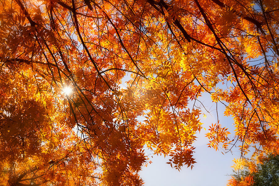 Autumn Calling Through The Trees Photograph by Saija Lehtonen