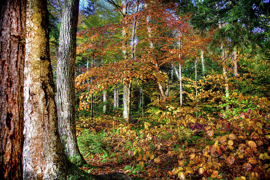 Autumn Canopy Photograph