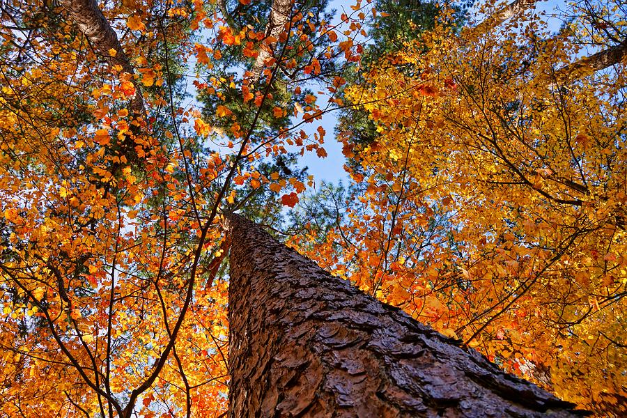 Autumn Canopy Photograph by Montez Kerr
