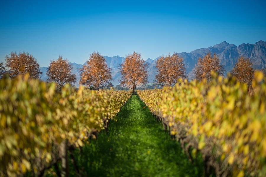 Autumn Cape Winelands Scene with row of Red Leaf trees Selective Focus Photograph by Wilpunt