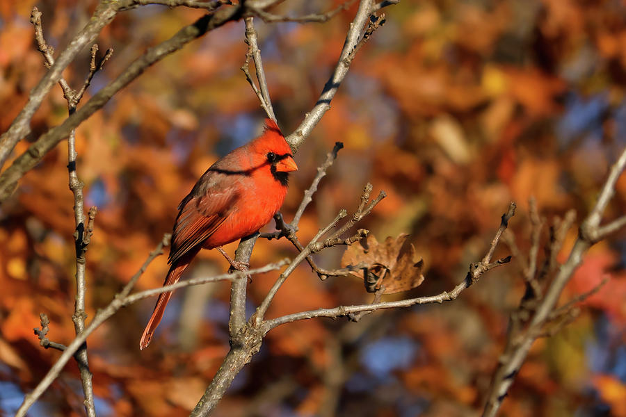 Autumn Cardinal Photograph by Brook Burling