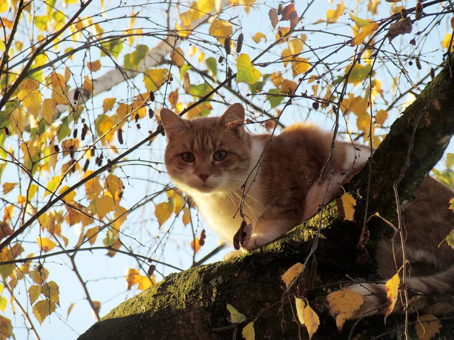  Autumn Cat Photograph by Vesna Martinjak