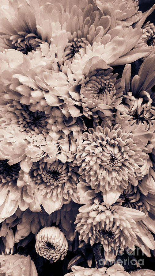 Autumn Chrysanthemum Photograph