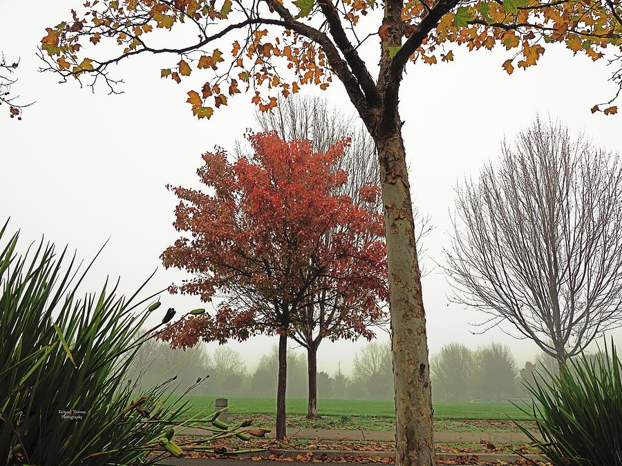 Autumn City Park Landscaping Photograph by Richard Thomas