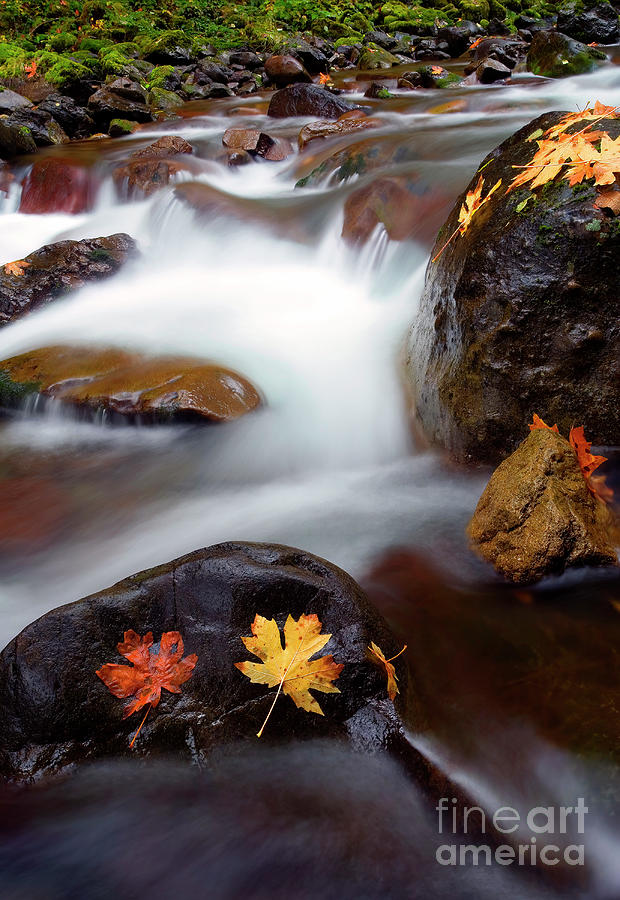 Fall Photograph - Autumn Cling by Michael Dawson