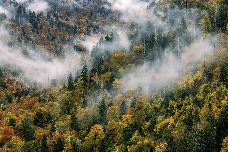 Autumn Mist Photograph by Eric Albright