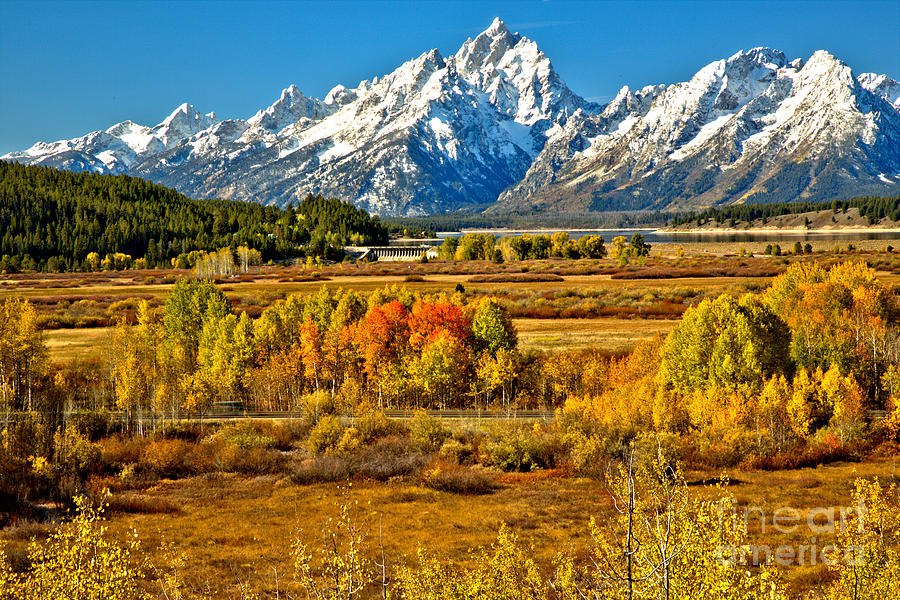 Autumn Clusters Under The Tetons Photograph by Adam Jewell