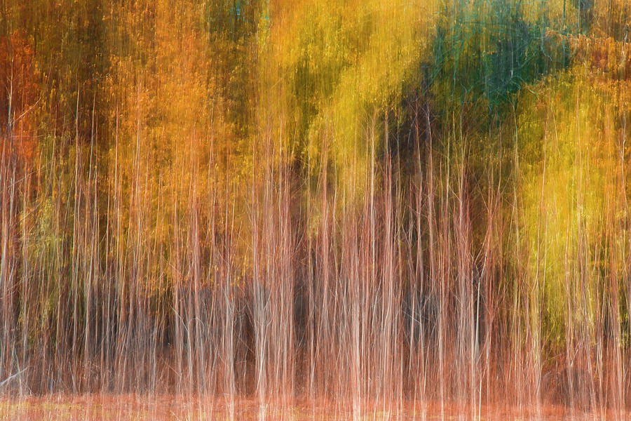 Autumn Color Photograph by Allin Sorenson
