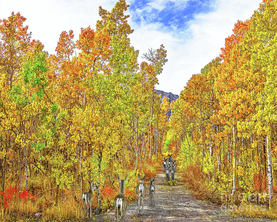 Autumn Color And Deer Run, Mcgee Creek, Eastern Sierras, California Photograph by Don Schimmel