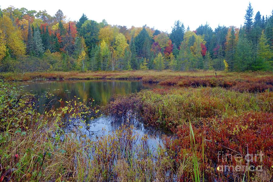 Autumn Color at the Pond Photograph by Sandra Updyke