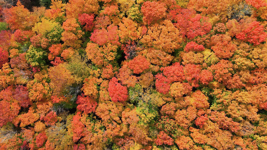 Autumn color Blast Photograph by Brook Burling