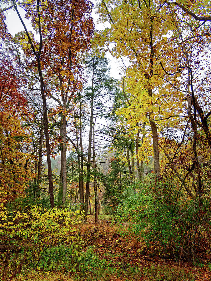 Autumn Color Photograph