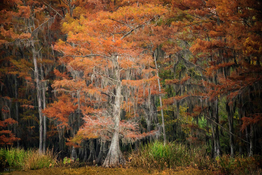Autumn Color In The Swamp  Kingdom Print  Photograph by Harriet Feagin