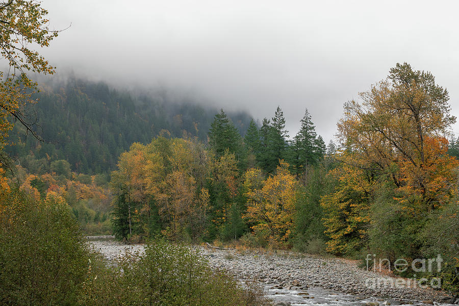 Autumn Color On A Misty Day Skykomish River Photograph
