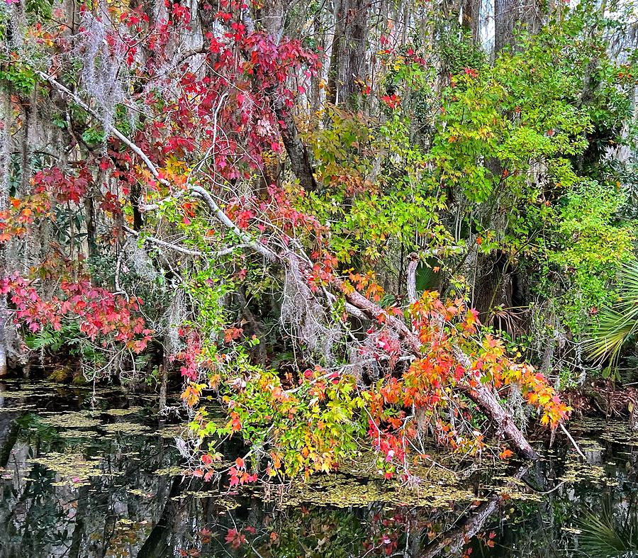 Autumn Color on the Dora Canal Photograph by Carla Parris