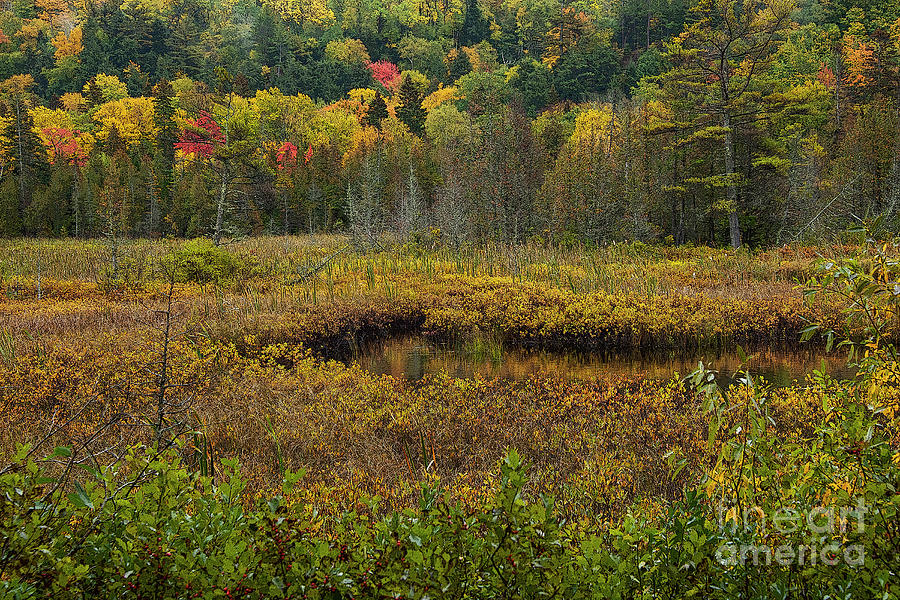 Autumn Color in the Sand Point Marsh 4 Photograph by Bob Phillips
