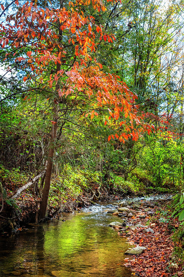 Autumn Color over the Stream Photograph by Debra and Dave Vanderlaan