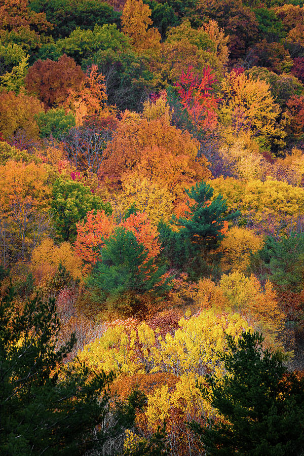 Autumn Color Palette Photograph by Chester Wiker - Fine Art America