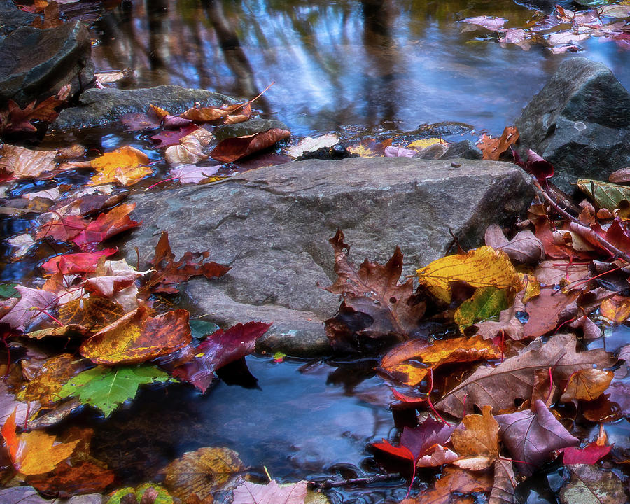 Autumn Color Palette Photograph by Lara Ellis