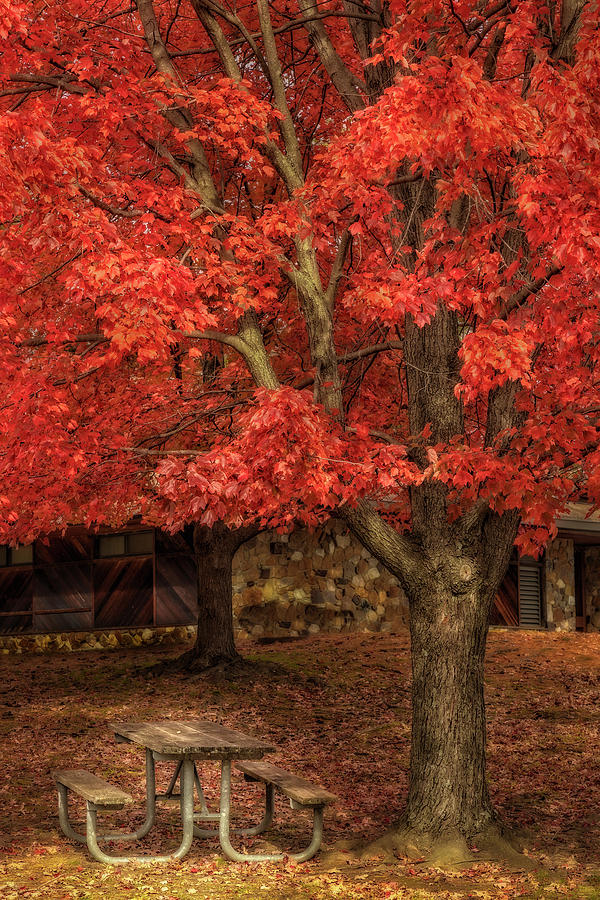 Autumn Color Palette Photograph by Susan Candelario