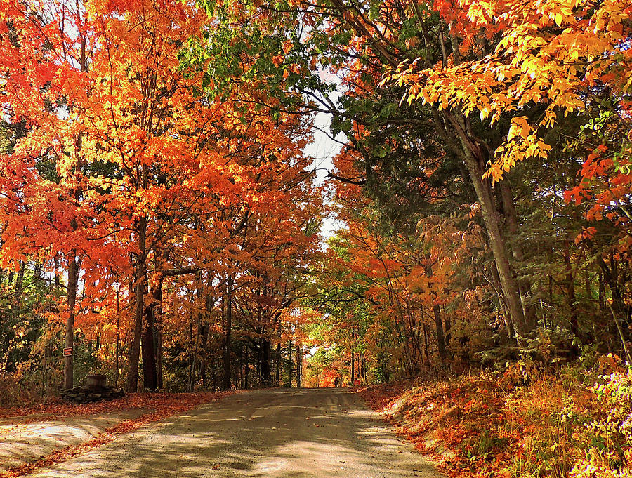 Autumn color Peaks on a Back Road in Vermont Photograph by Nancy Griswold