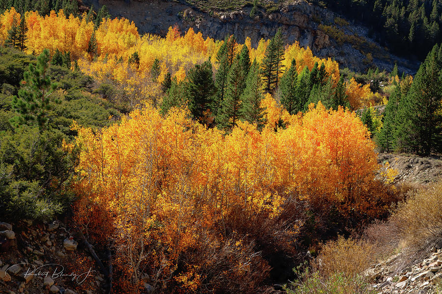 Autumn Color Photograph by Robert Blandy Jr