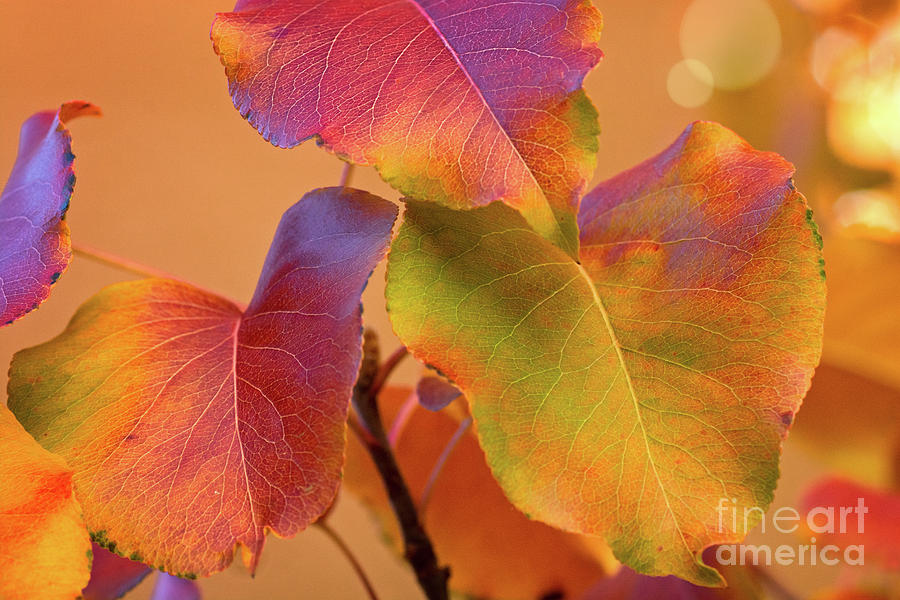 Autumn Color by Susan Warren Autumn Color by Susan Warren