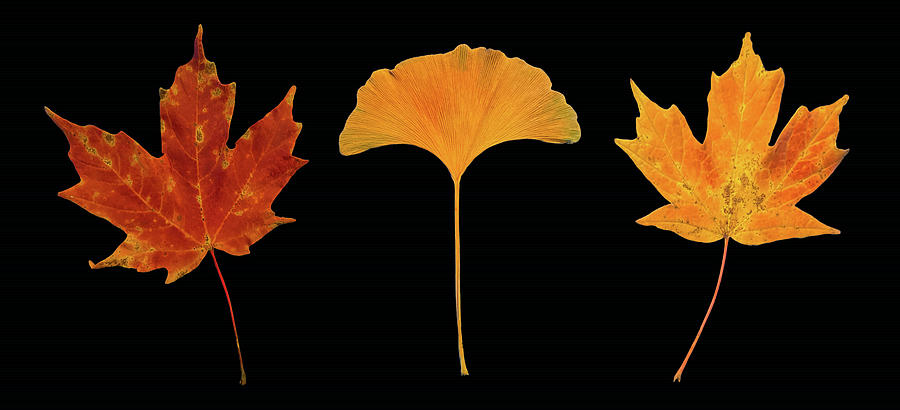 Autumn Color - Triptych Photograph by Daniel Beard
