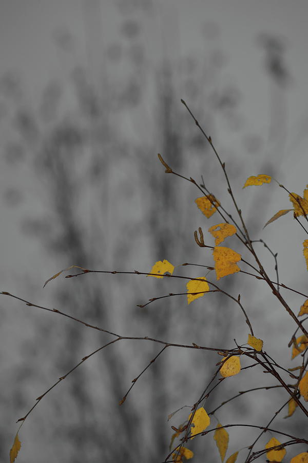 Autumn colored birch leaves seen against the darkening sky at nightfall Photograph by Ulrich Kunst And Bettina Scheidulin