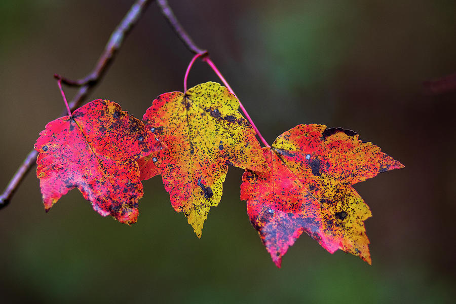Autumn Colored Leaf Trio in the Croatan Photograph by Bob Decker