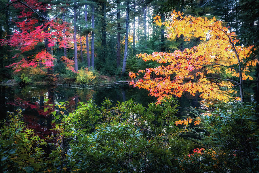 Autumn colorful foliage Photograph by Lilia S