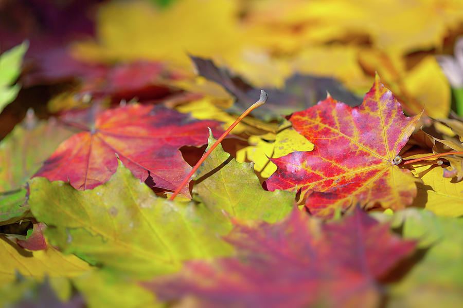 Autumn Colorful Leaves Background Photograph by Mikhail Kokhanchikov