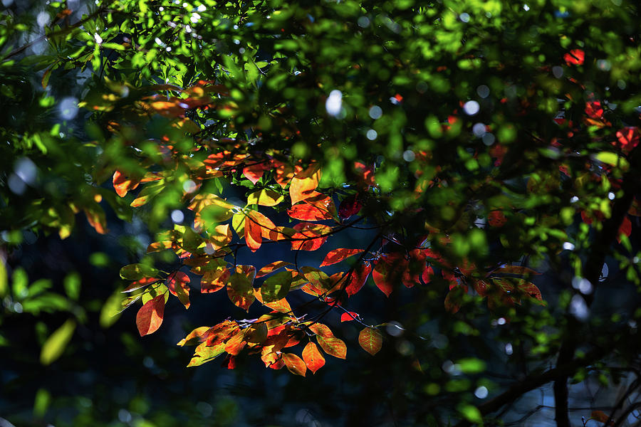 Autumn Colorful Photograph by Rachel Morrison
