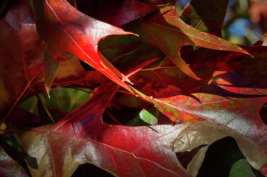 Autumn Colors-4 Photograph by John Kirkland