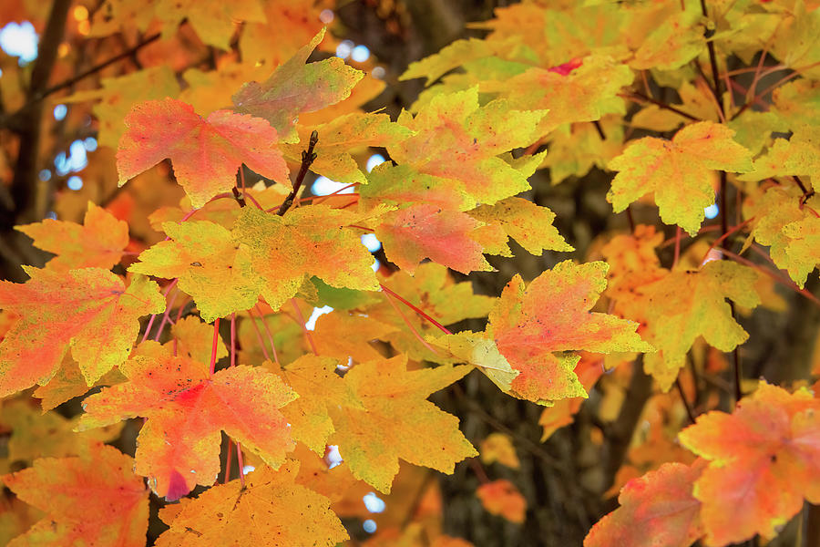 Autumn Colors-8 Photograph by John Kirkland