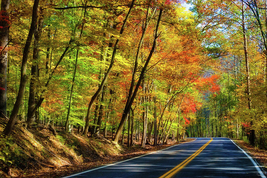 Autumn Colors along a road Photograph by Dee Browning