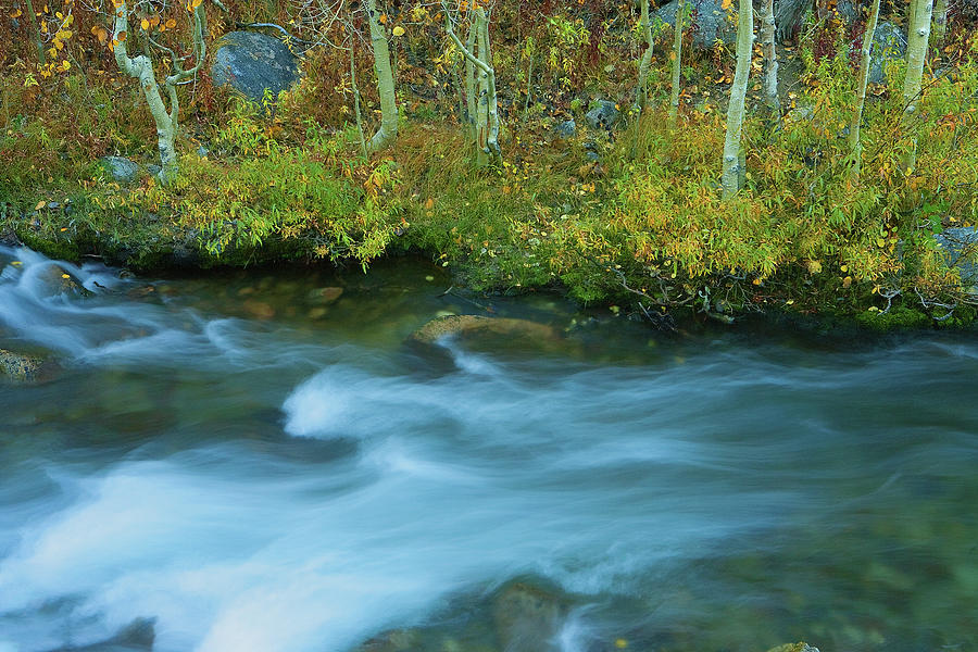 Autumn Colors and Bishop Creek, Eastern Sierra California Photograph by Ram Vasudev
