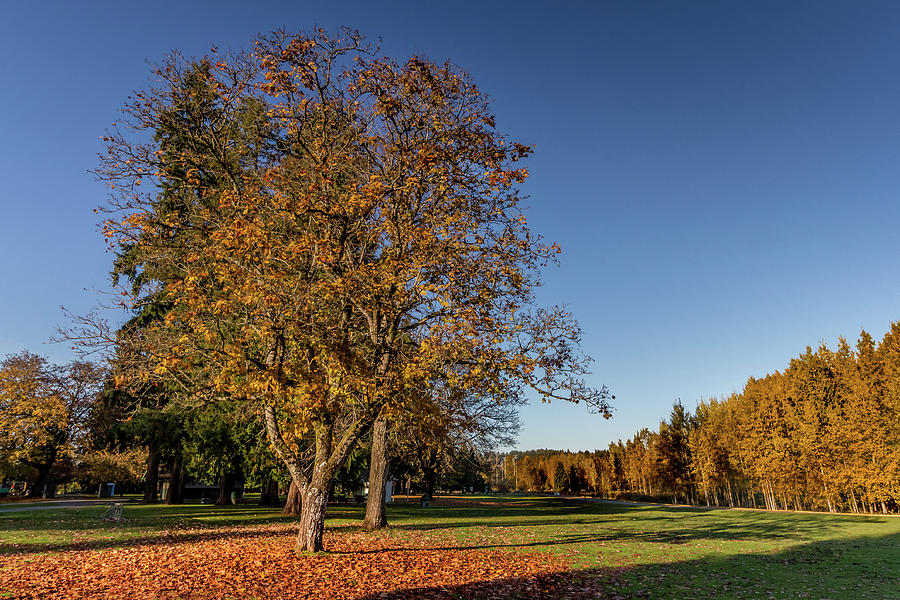 Autumn colors at Marymoor park Photograph by Cindy Shebley
