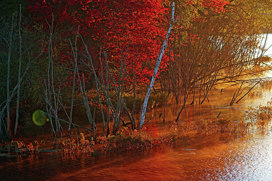 Autumn Colors At Sunrise Photograph by Debbie Oppermann
