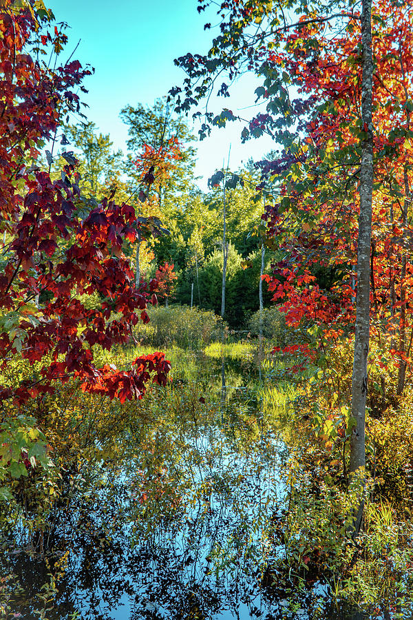 Autumn colors b Photograph by Lilia S