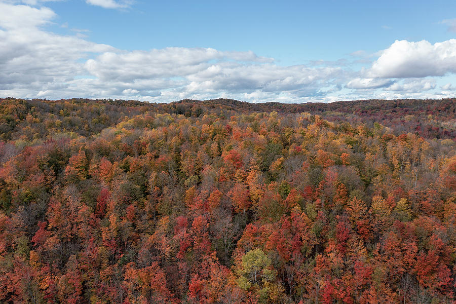 Autumn Colors by Air  Photograph by John McGraw