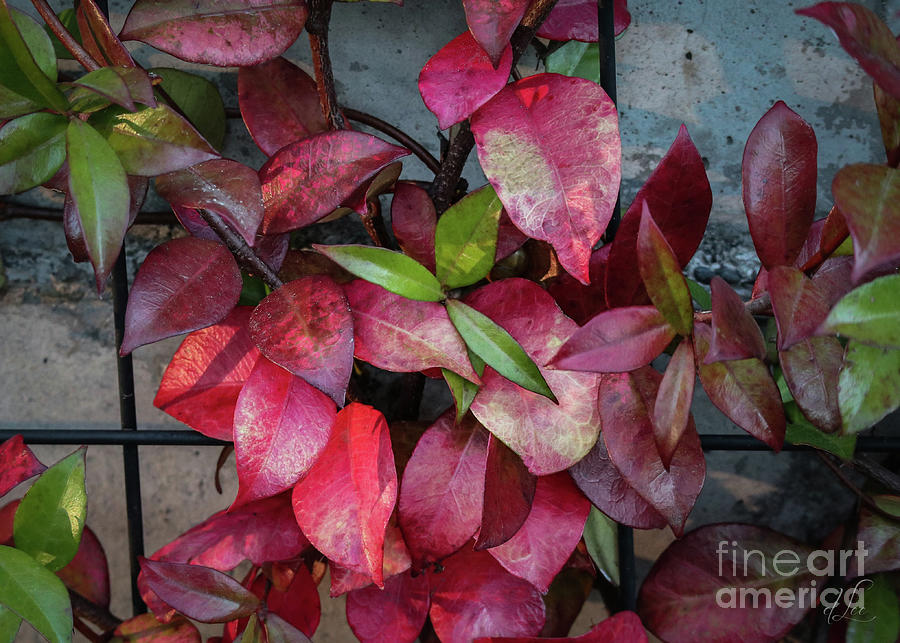 Autumn Colors Photograph by D Lee