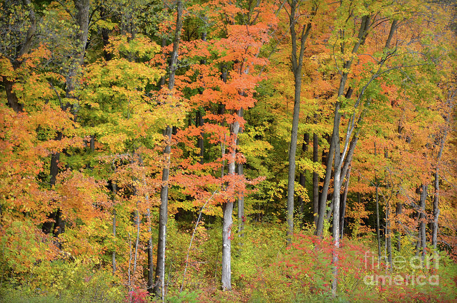 Autumn Colors Photograph by Deb Halloran